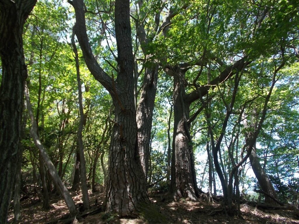 12：07　なんだかでかい木が現れました。