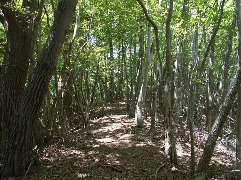 12：13　歩きやすい尾根になってきました。