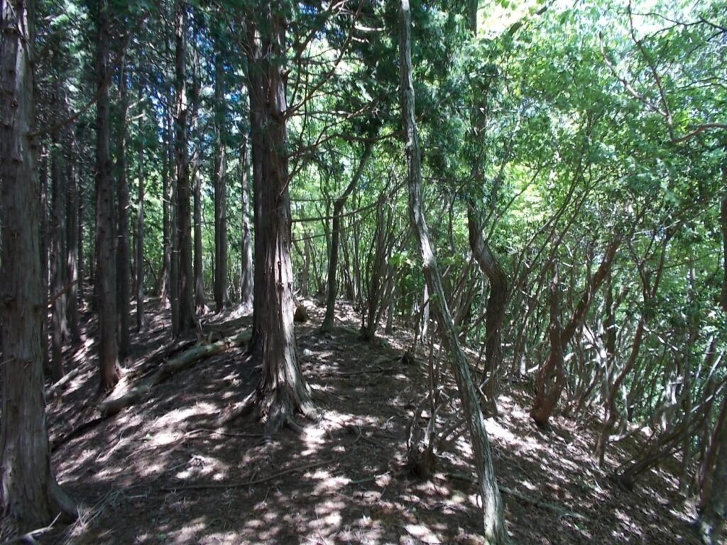 12：16　左右棲み分けの尾根