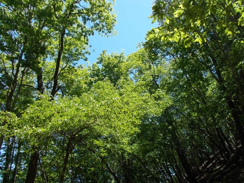 12：25　見上げるときれいな新緑が。