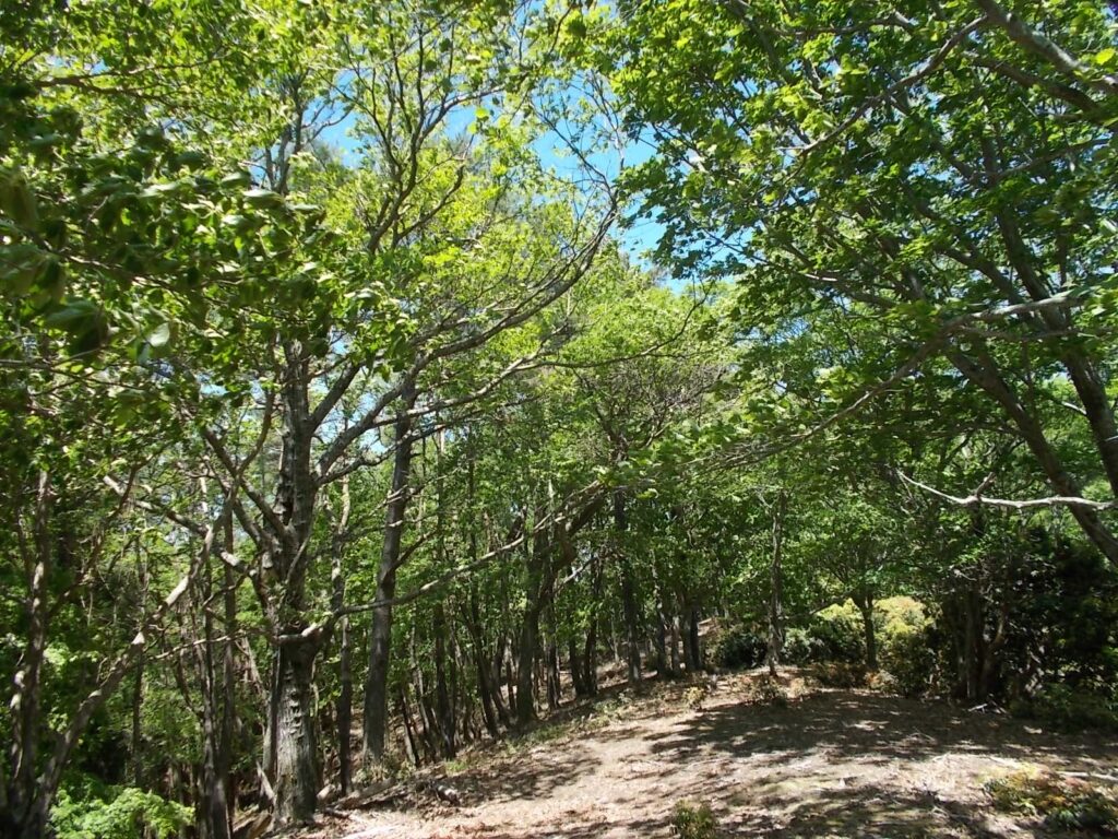 12：34　明るい尾根道です。