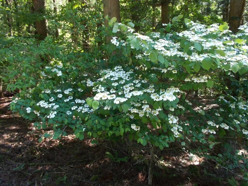 13：46　たくさん咲いていた花
