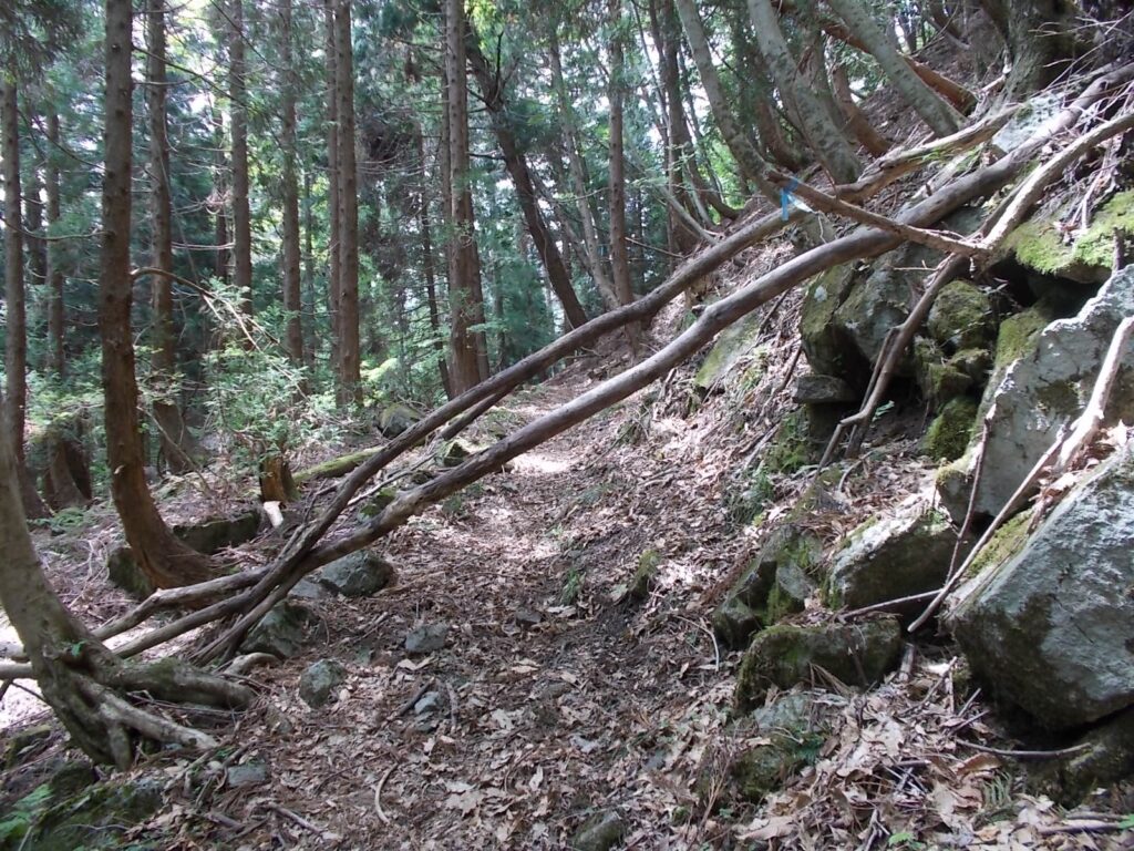 10：46　倒木ですが、それほど邪魔にはなりません。