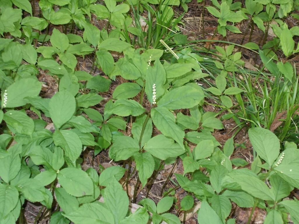 10：49　この辺りにたくさん群生していた花（ヒトリシズカ？）。
ようやく咲き始めたようです。