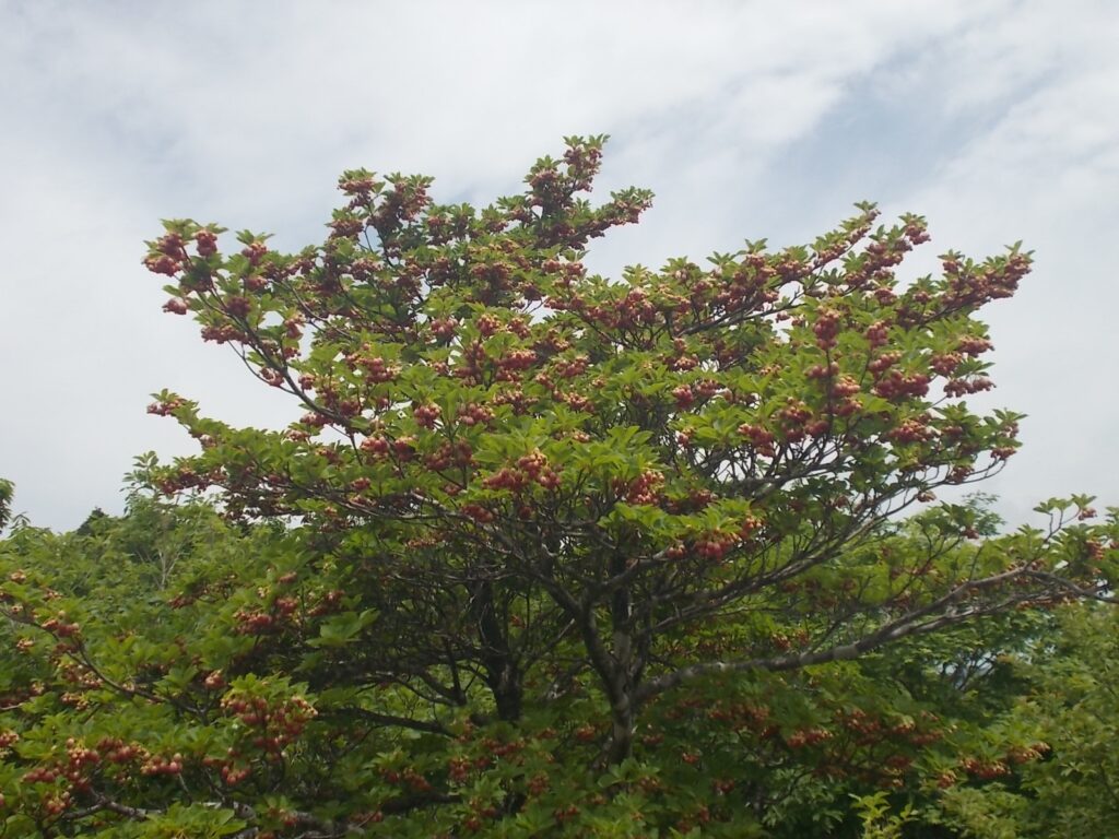 11：19　途中咲いてたどうだんつつじ。大きな木で、びっくり。