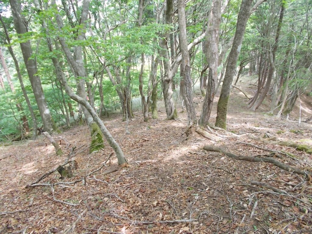 11：25　せっかく上ったのに、下ります。これまたけっこうな下りで。