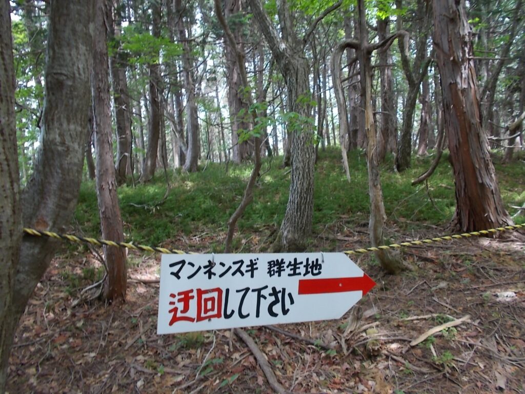 11：26　途中、マンネンスギの群生地がありました。迂回します。