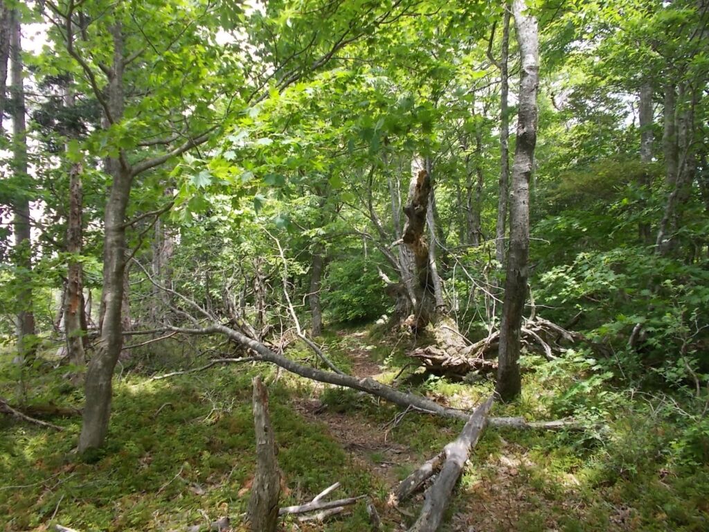 11：34　木々の茂る広場へ。