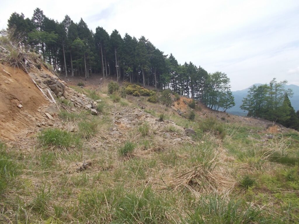 11：45　林から出ると、伐採地でした。