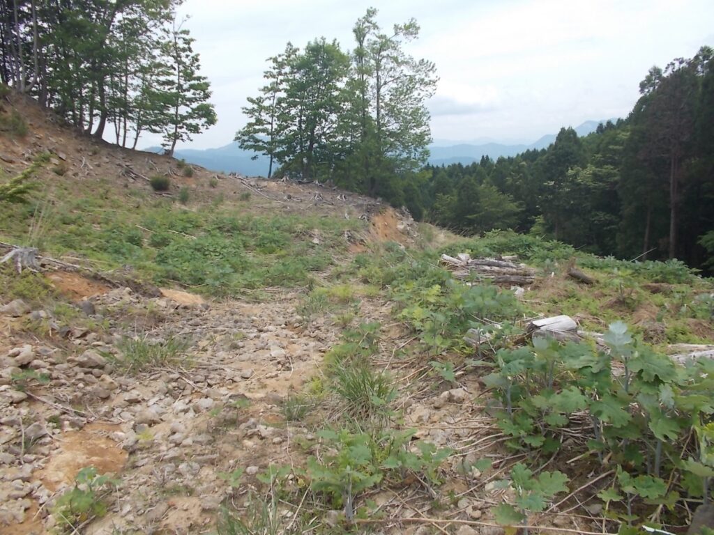 11：46　荒れた作業道を進んでみましたが、途中でなくなっていました。