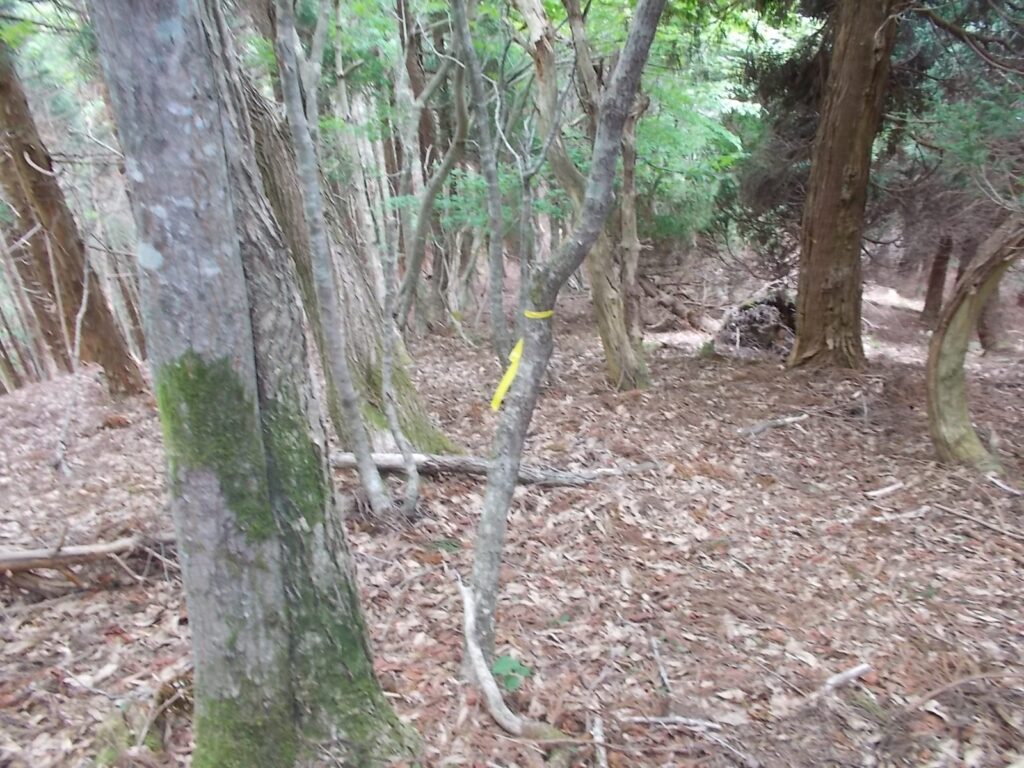 12：15　途中から、黄色のテープを追うことにしました。