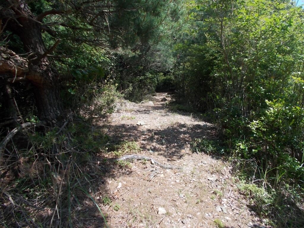 10：38　明るく歩きやすい尾根道。