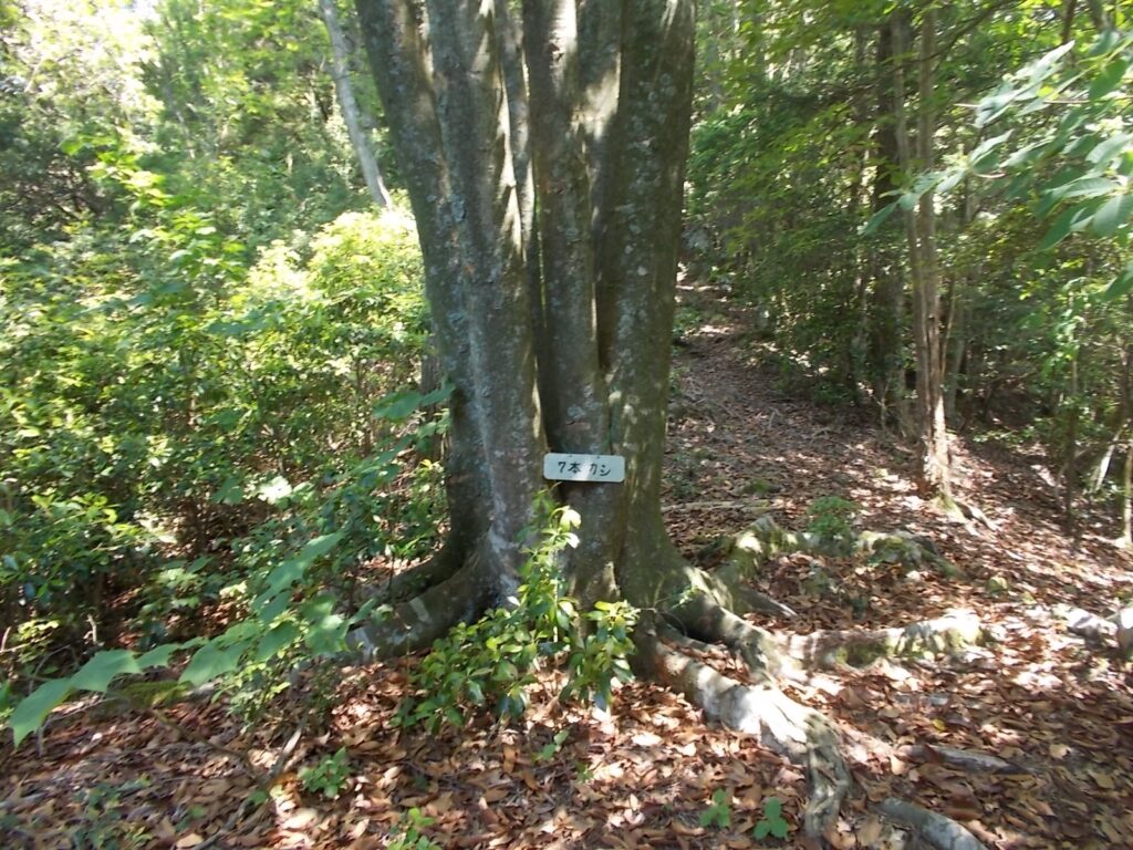 10：41　7本カシです。