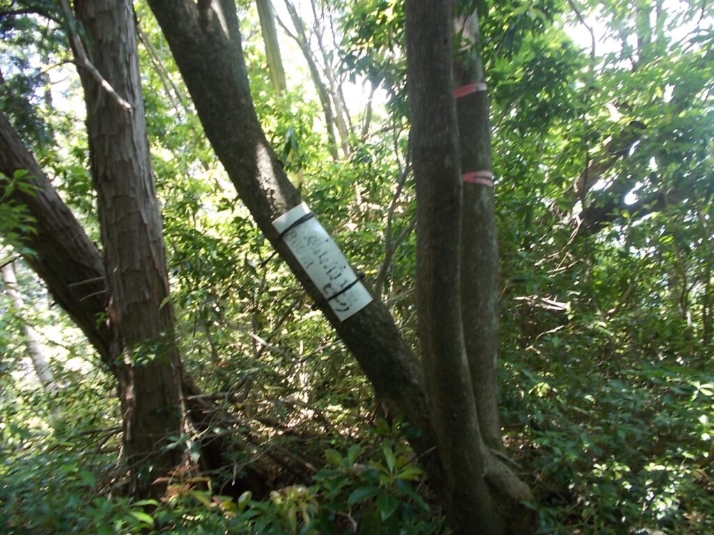 11：30　すぐに北東ピーク。見晴らしが悪いのですぐに引き返す。