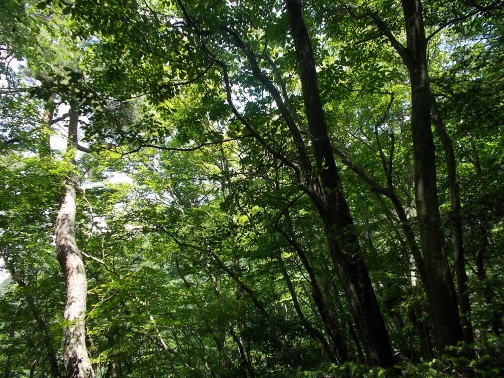 11：58　新緑がきれいです。秋には良さそう。