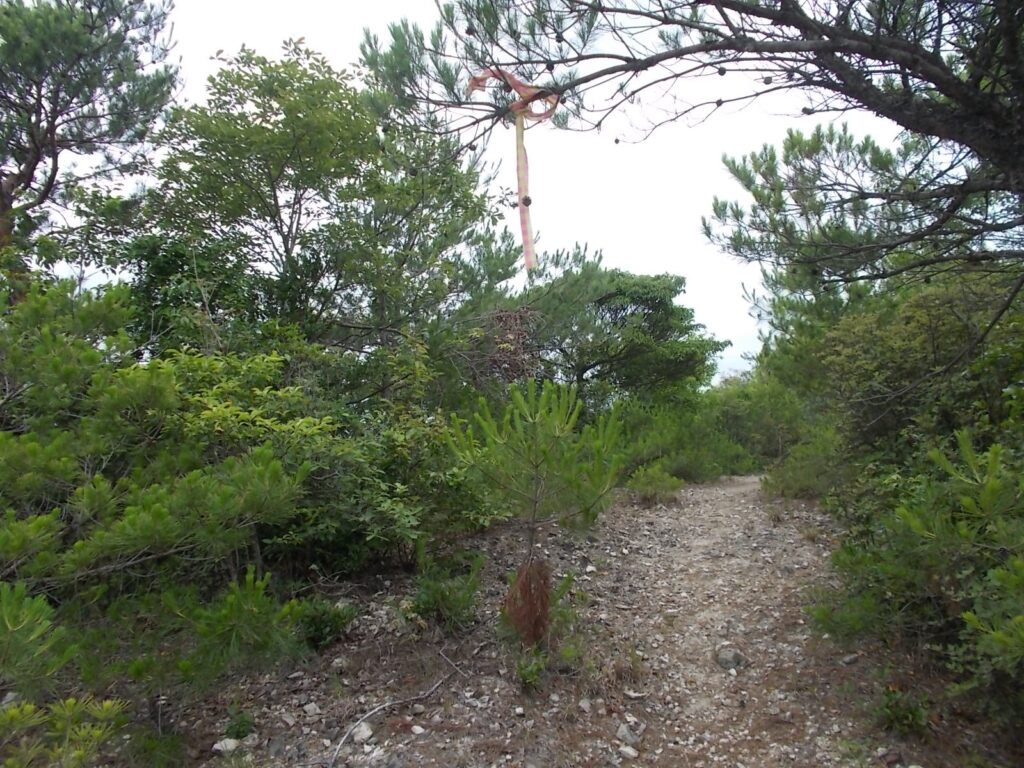 9：46　登り切ったところ。低木が多いので、明るいです。