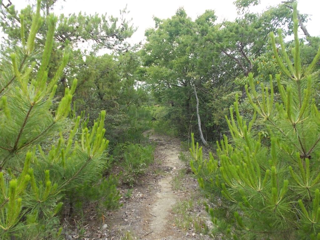 9：47　歩きやすい尾根。