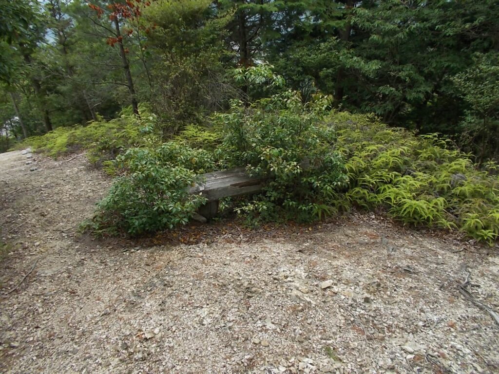 10：37　途中にあったベンチ。アセビに乗っ取られています。