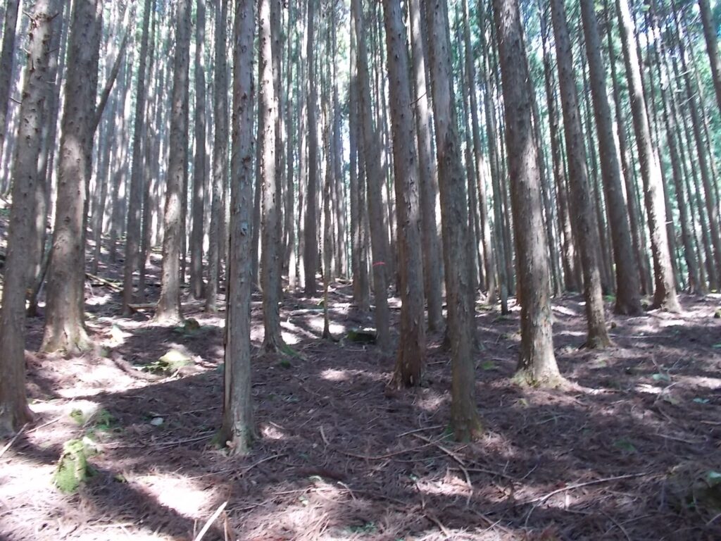 10：35　人工林の中を進みますが、ここはピンクのテープを追います。