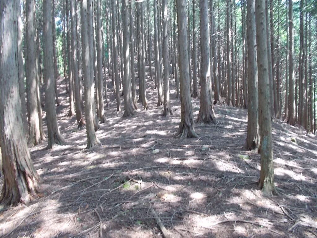 10：45　少し楽になりましたが、まだ上ります。