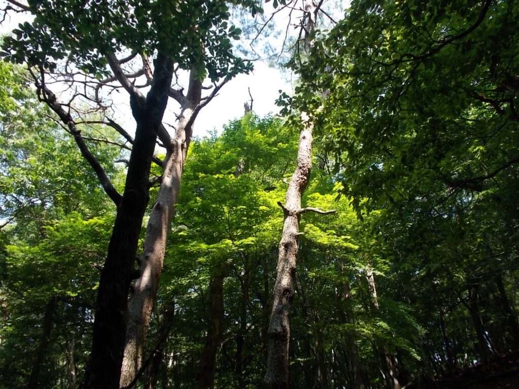 11：00　見上げると、新緑がきれいです。ここも秋がいいかも。