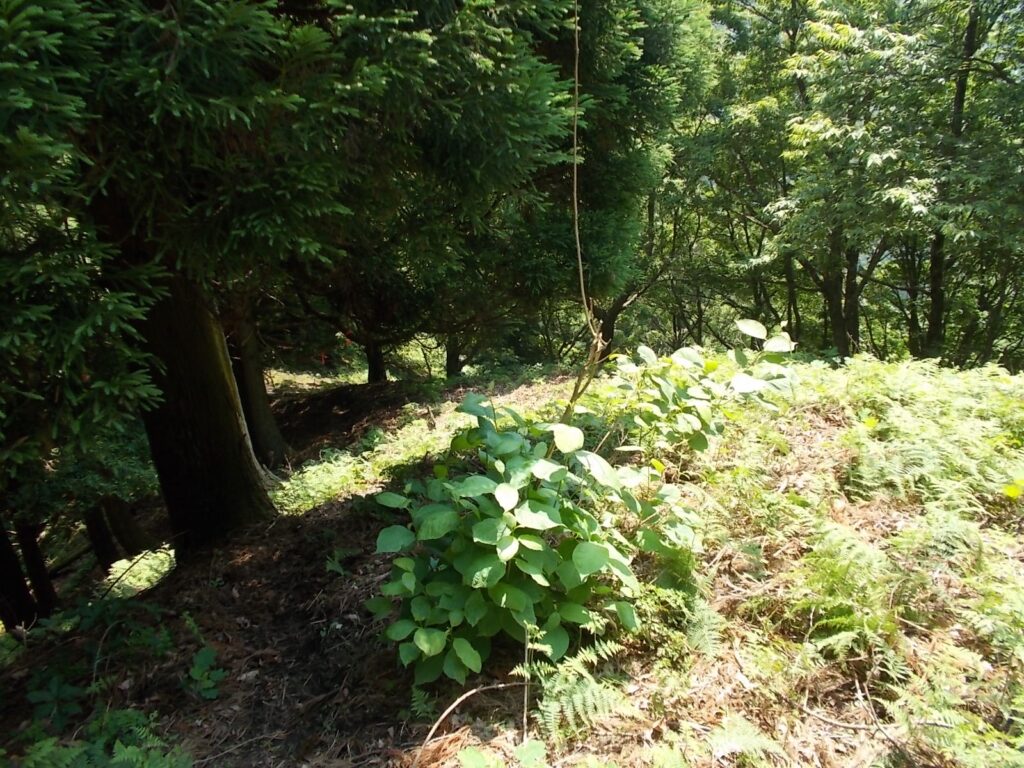 11：05　自然林へ。