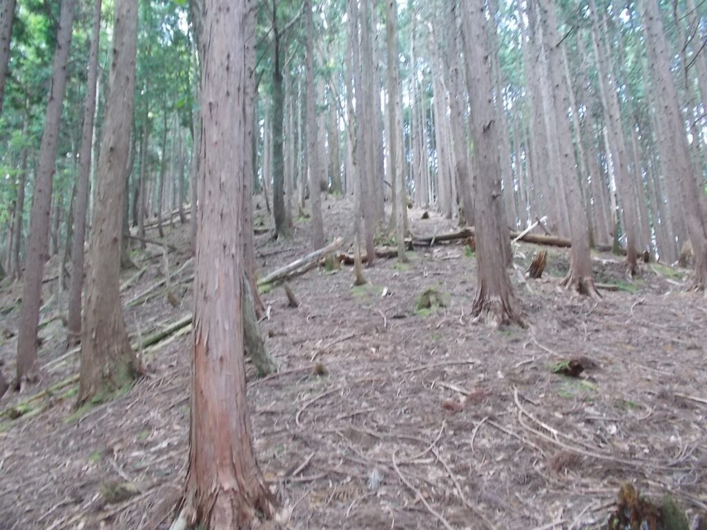 11：45　下るだけかと思ったら、上り返します。