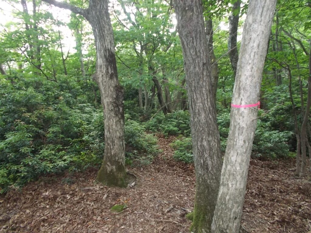 11：57　アセビの森へ。