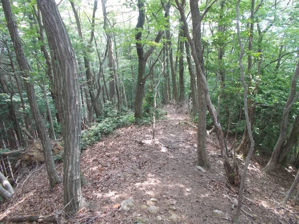 12：12　自然林を歩きます。