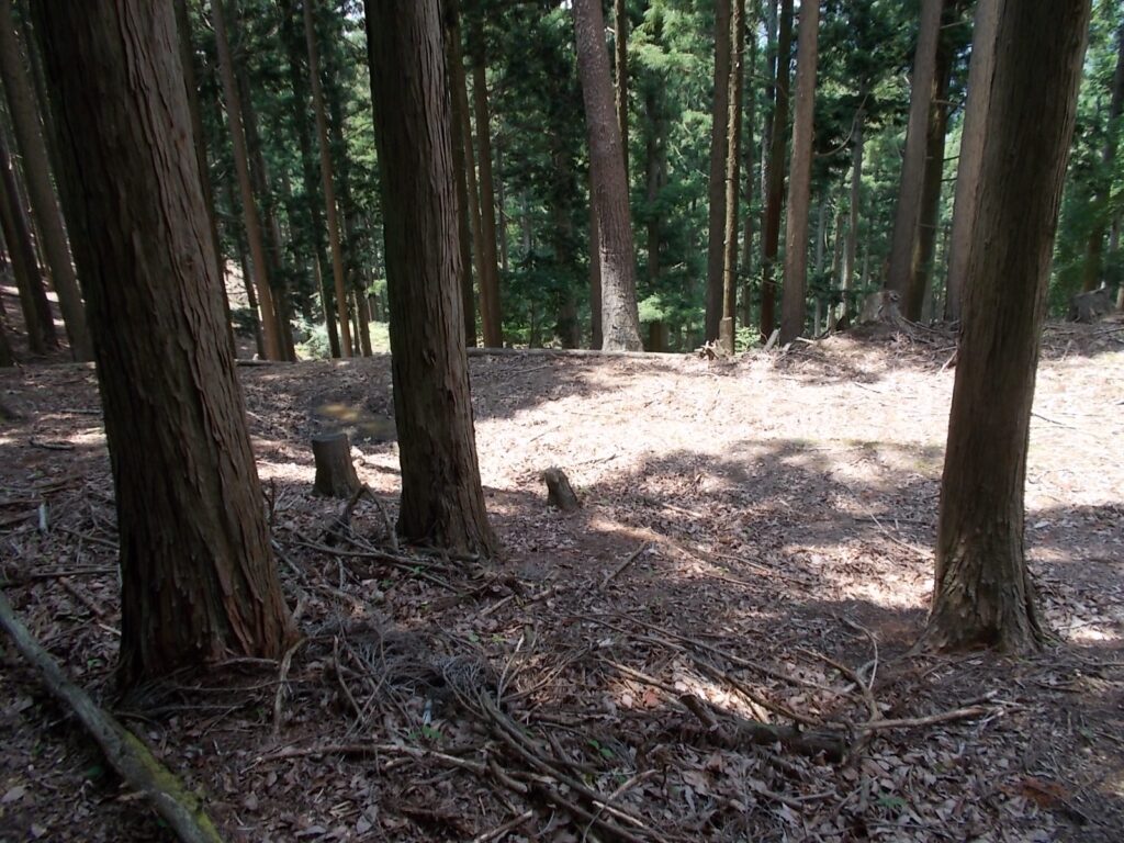 11：28　下に作業道が見えてきました。しばらく、並行に歩きます。