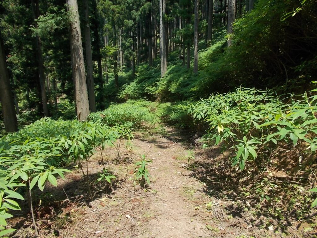 12：34　だんだんと草が茂ってきました。