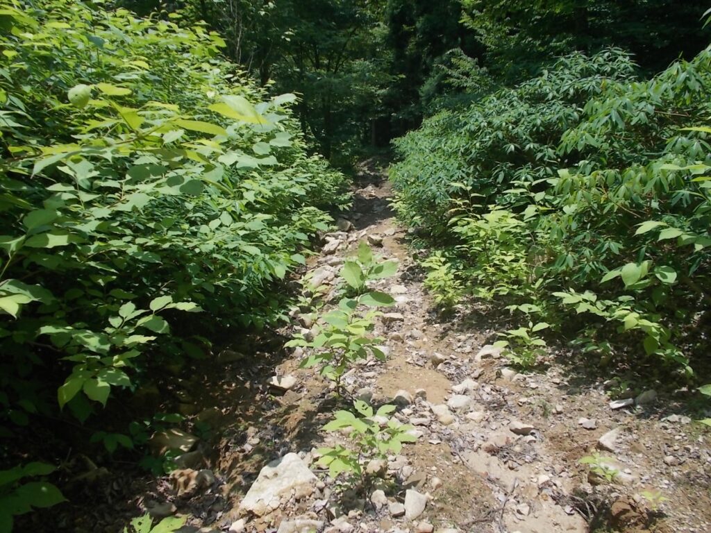 12：36　このあたりから、作業道が荒れてます。