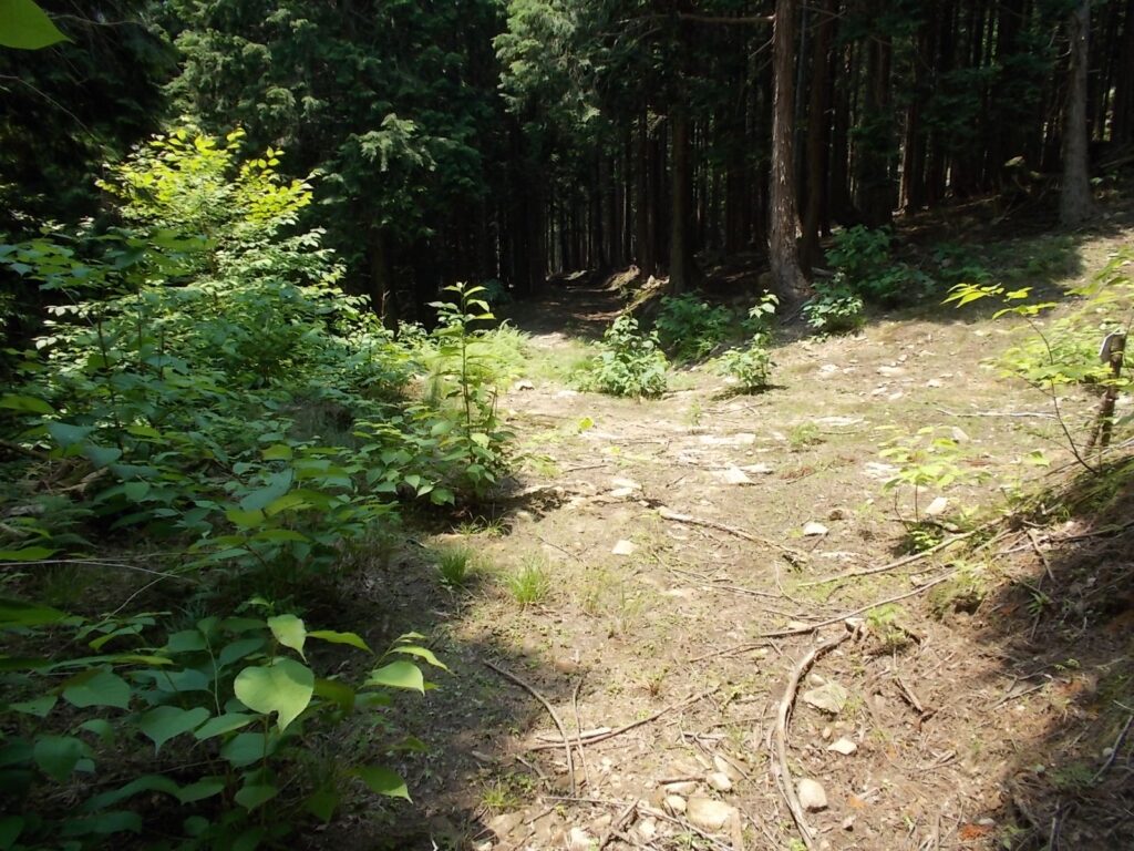 12：42　この付近から、歩きやすくなります。ここの分岐は左へ。