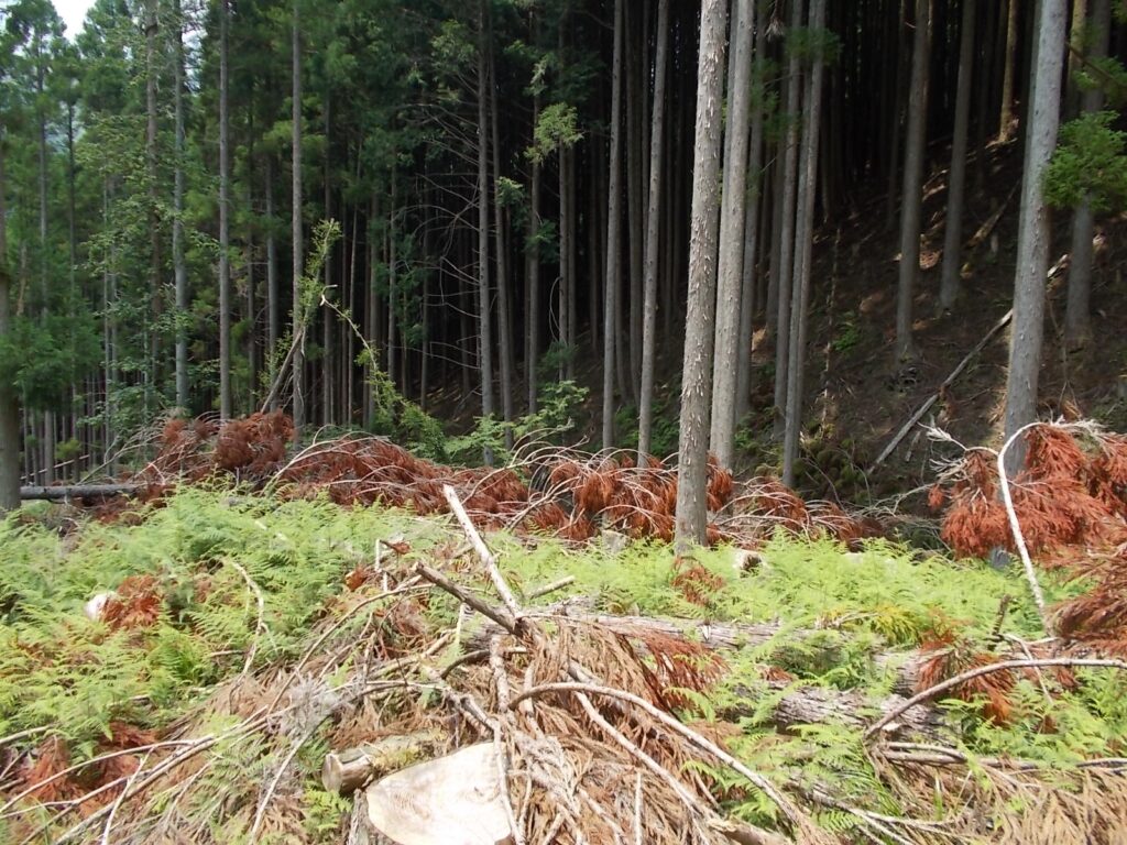 12：44　伐採の進んだ開けたところにでました。ここで、鹿二頭と遭遇。早すぎて写真は撮れませんでした。