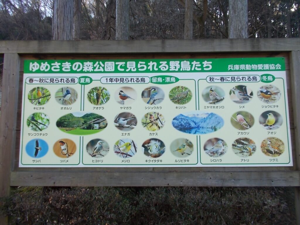 10：11　この公園で見られる鳥たちです。写真を撮りに来られる方が多いようです。