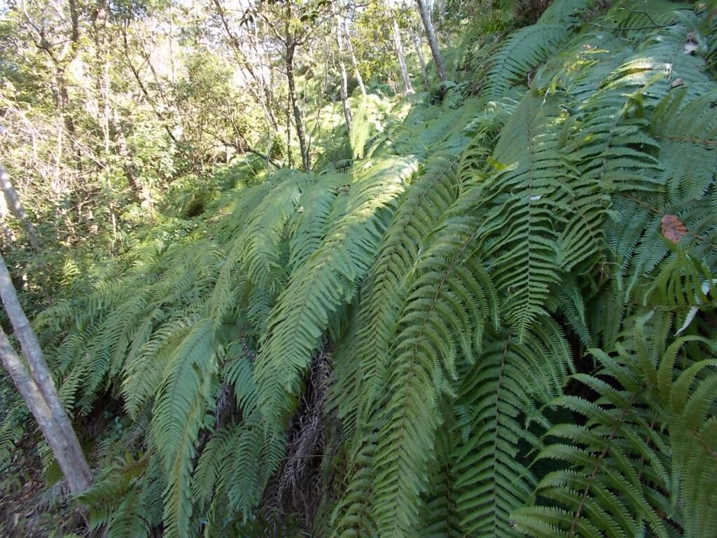 12：16　1ｍくらいもあるシダが生えてます。
