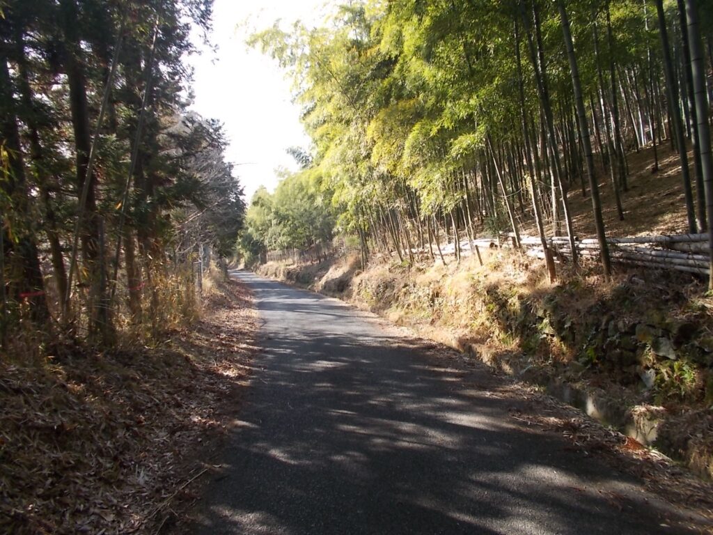 10:32 通ってきた道を少し引き返します。きれいな竹林です。