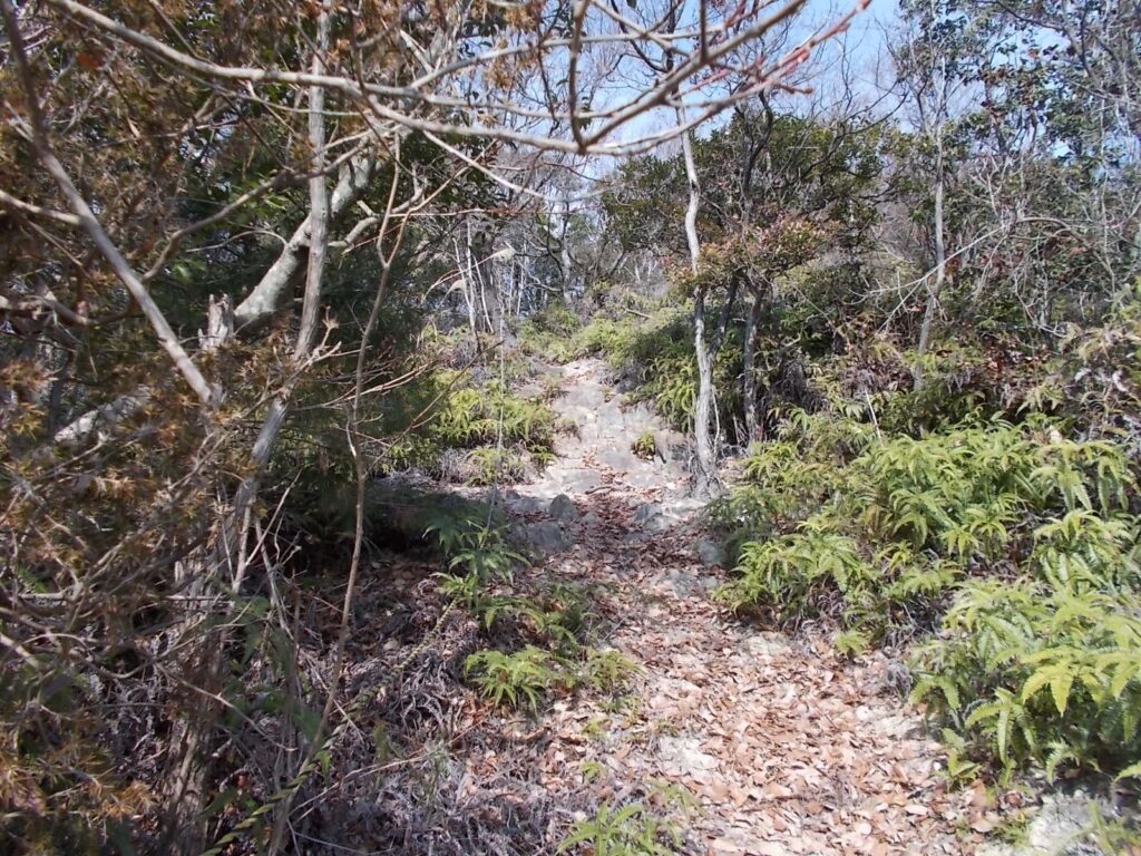 10:46 歩きやすい明るい尾根を行きます。