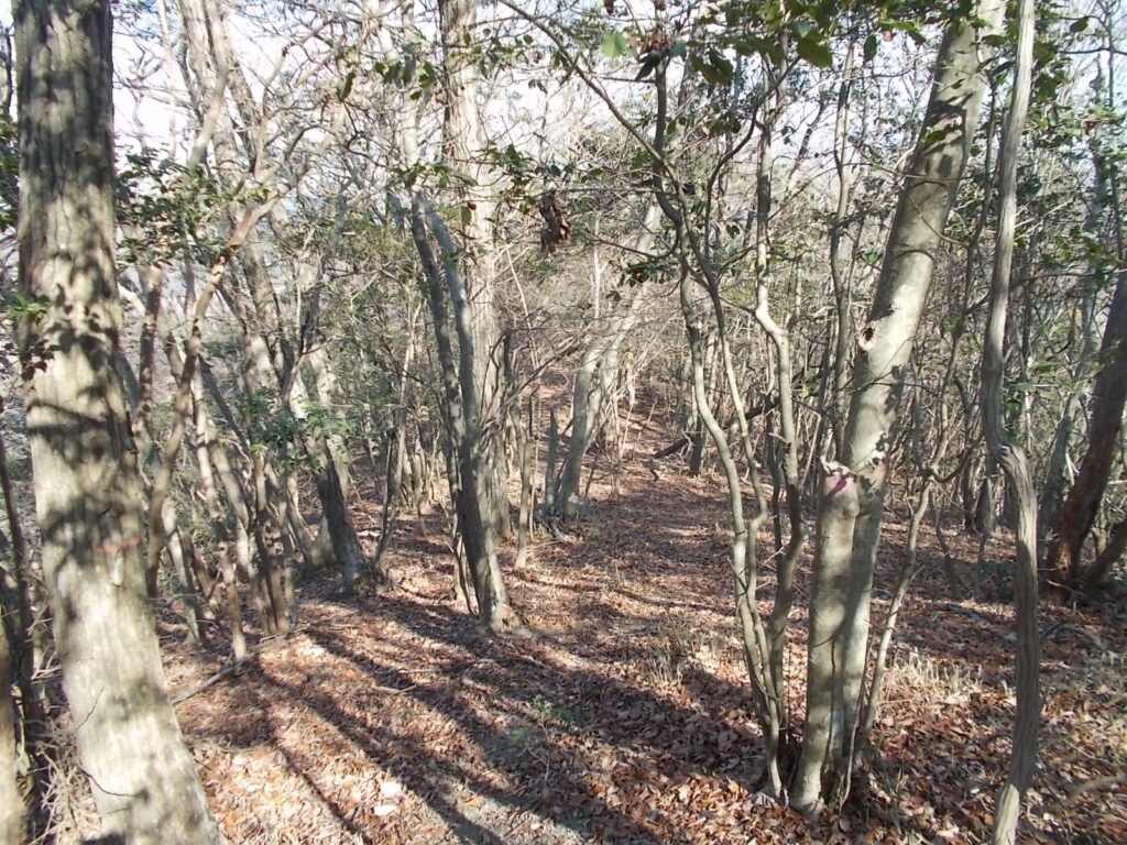 11:13 とんがり山の三角点からは歩きやすい明るい尾根がつづきます。