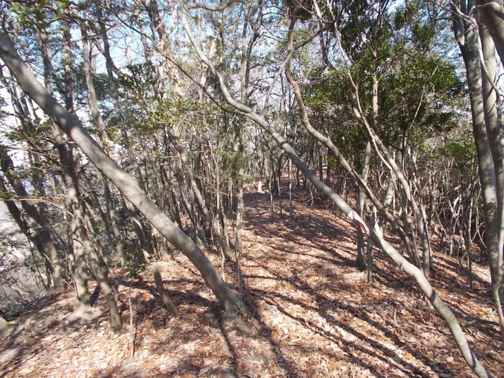 11:23 分岐に戻って、尾根を歩きます。