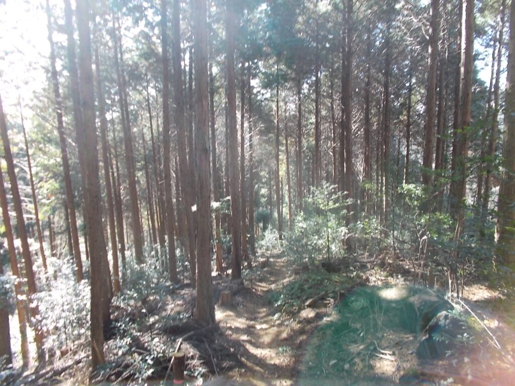 11:39 明るい人工林の中を下ります。