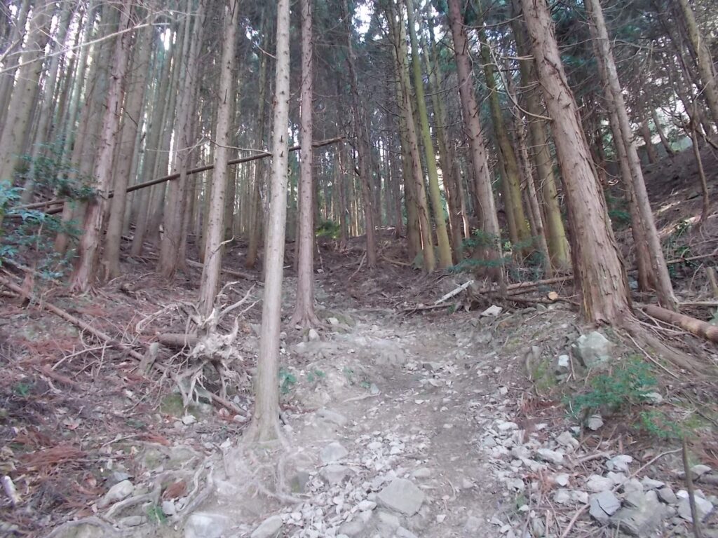 10：41　階段を上りきると、登山道に入ります。人工林の中の、かなり急な登りです。