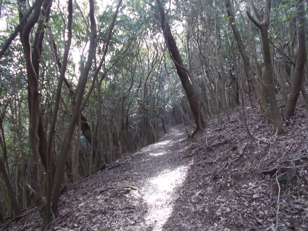 11：16　明るい登山道です。