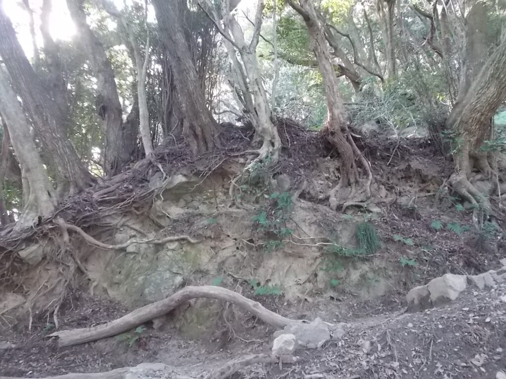 13：19　岩に張り付くように生えている木々