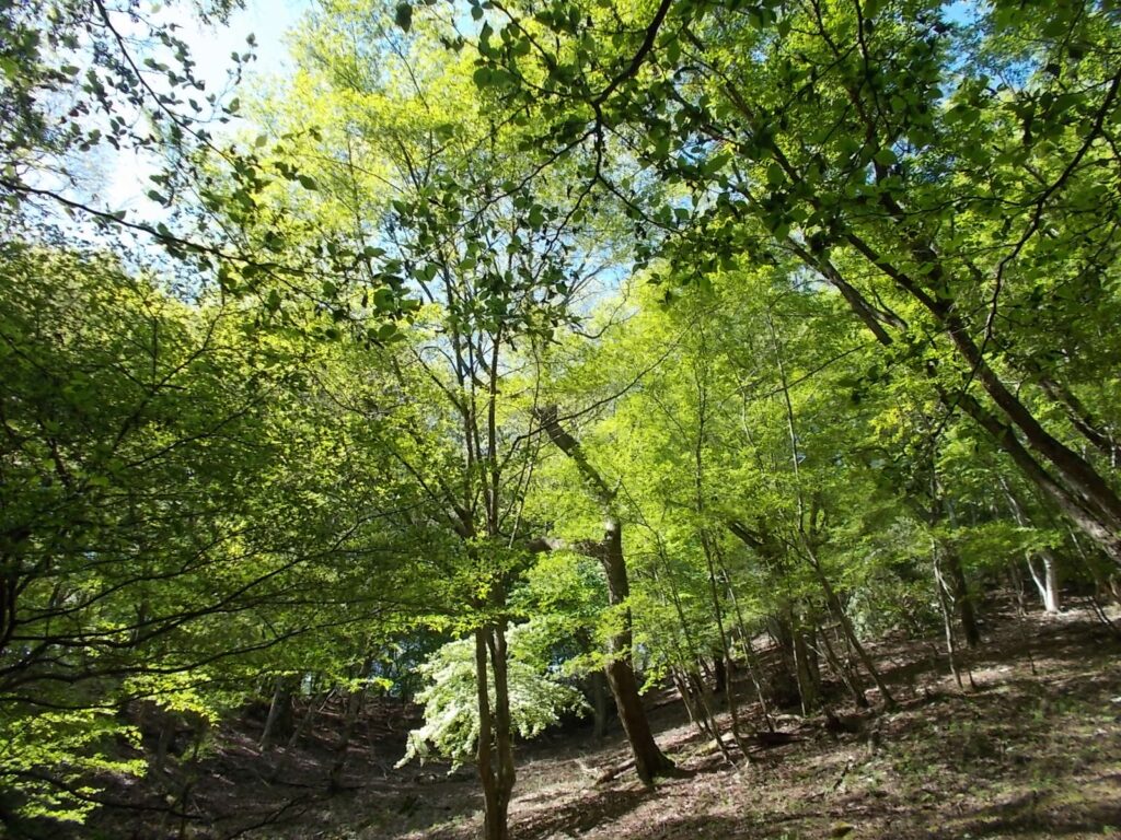 9:56 新緑がきれいです。