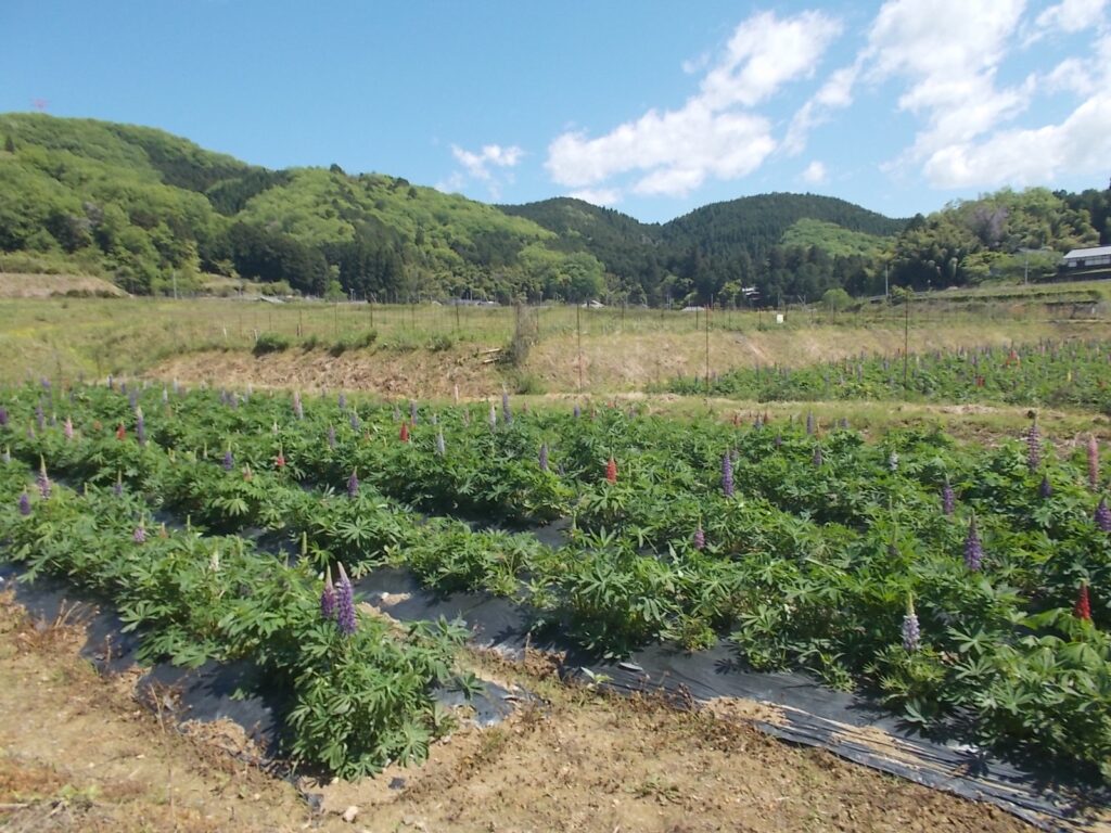 10：45　味わいの里みかづきのラッセルルピナスを見ながらスタートします。