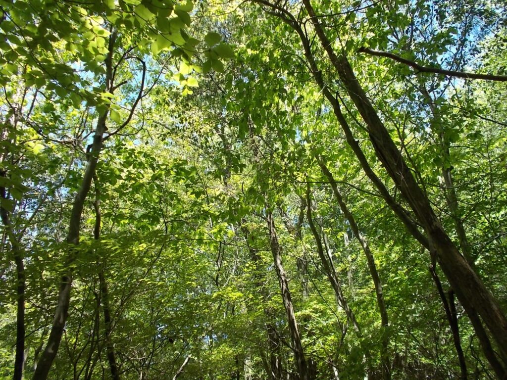 10：53　新緑がきれいです。