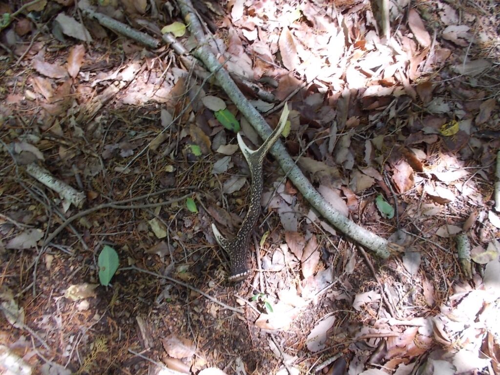 11：08　鹿の角が落ちていました。