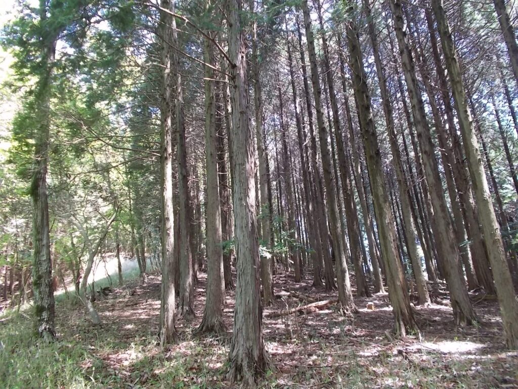 11：09　人工林の中を進みます。