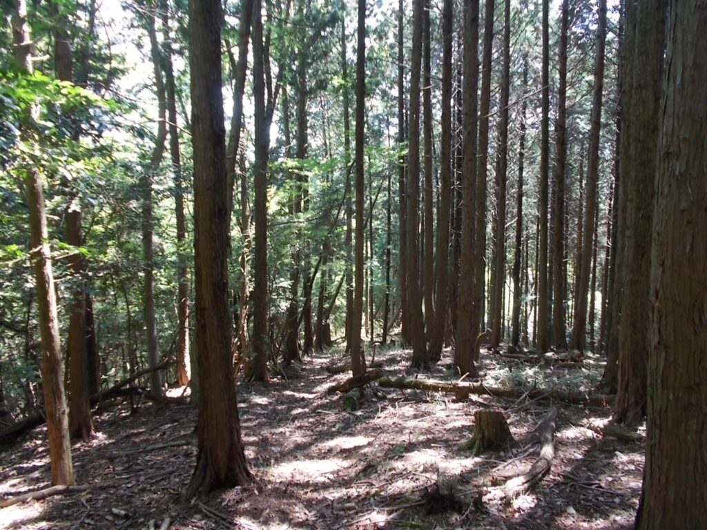 11：20　明るい人工林の中を歩きます。